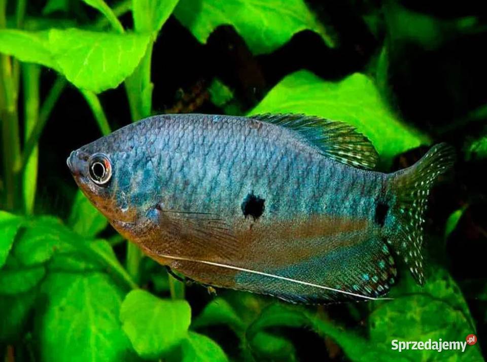 Gurami dwuplamisty Gurami dwuplamy Gurami Gdańsk