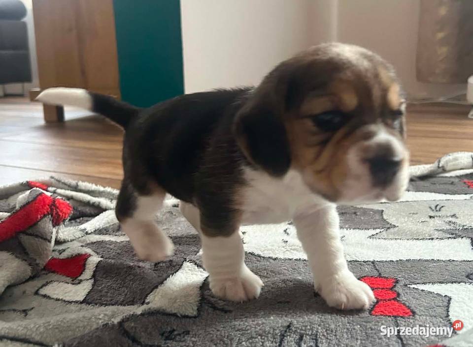 Beagle tricolor ZKwP Konopiska