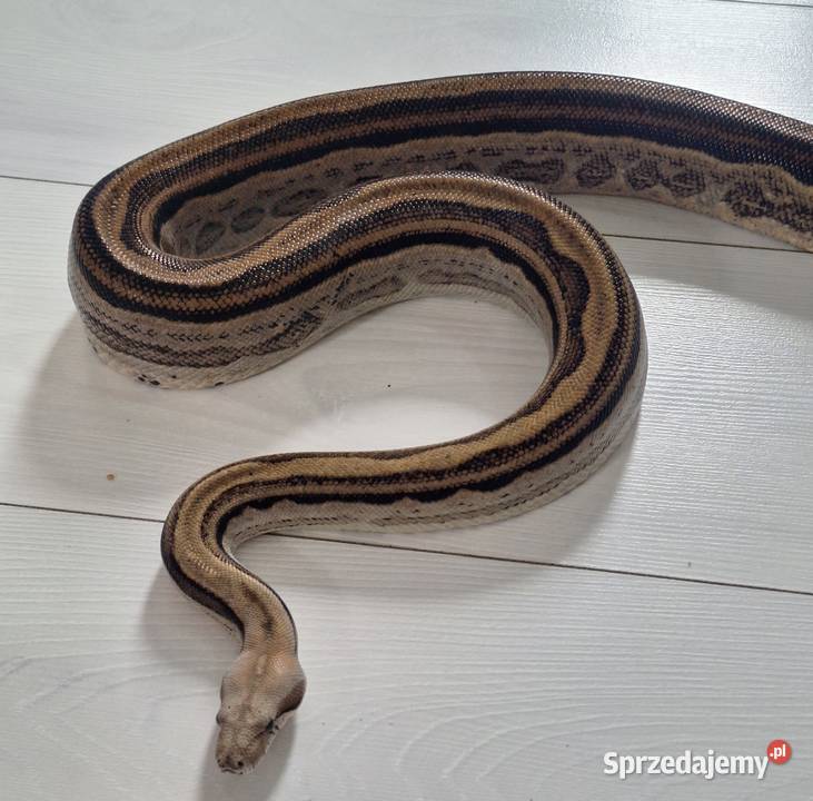 Boa constrictor samiec Lublin sprzedam