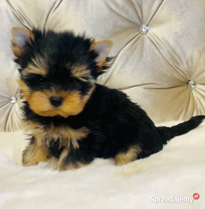 York Piękny Rey Cudeńko wymagających Wrocław