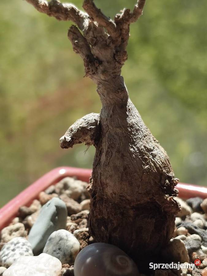 Sukulent bonsai Delosperna bosseranum doniczka Warszawa