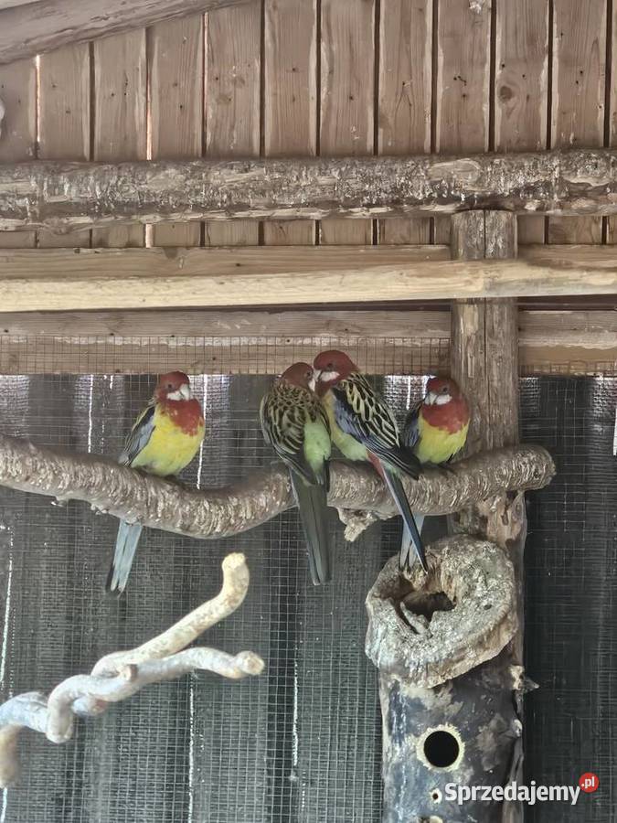 Sprzedam rozele białolice Leszno