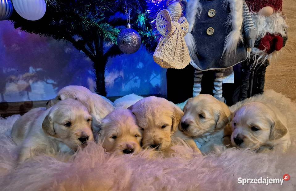 Golden retriever złote szczenięta sprzedam