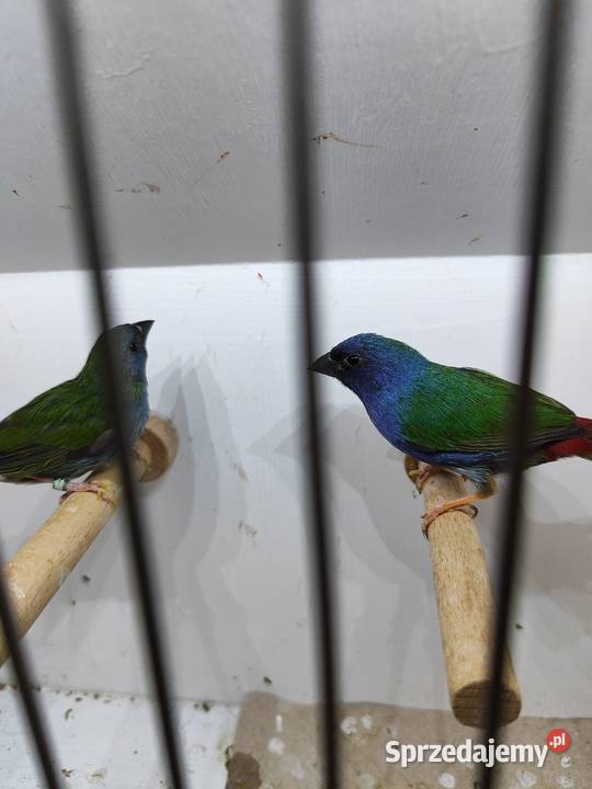 Papuzik błękitny Forbesa paraAstryld Astryldy Myślenice