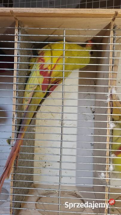 Sprzedam papugi rozelle królewskie górskie małopolskie