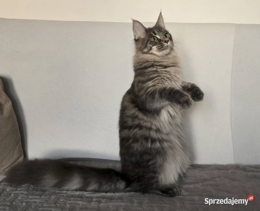 Koteczka Maine Coon Liri Koty małopolskie Kraków sprzedam