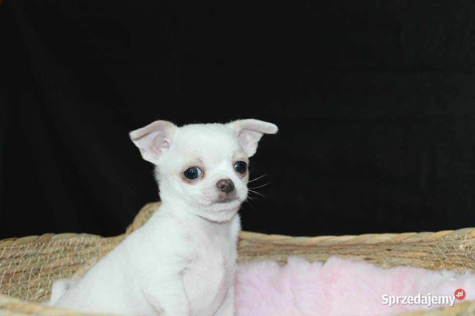 Chihuahua krótkowłosy biały chłopiec ZKwP FCI Świnoujście