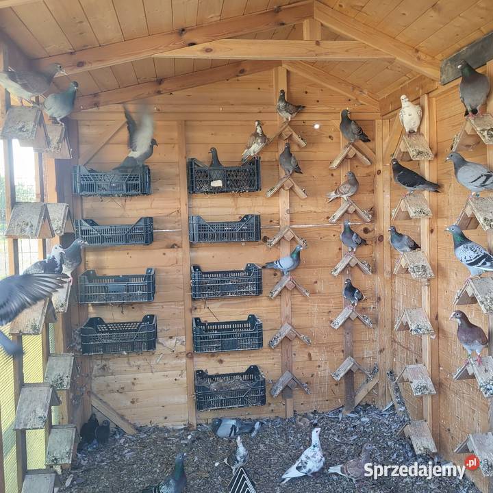 Gołębie na sprzedaż Sprzedam gołębie hodowlane Zawada