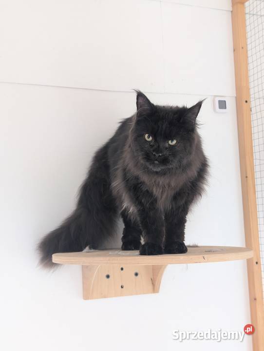 Flavio kocurek Maine Coon Adopcja płatna Pszczyna