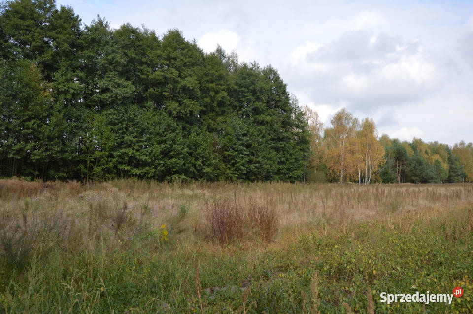 Działka Klarów 109 ha Sprzedaż