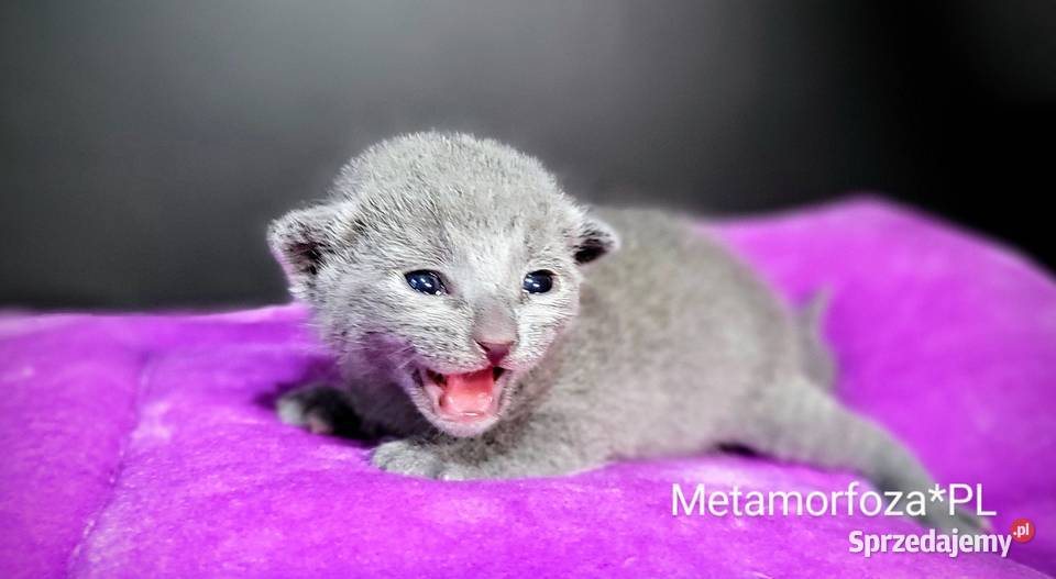 Kocięta rosyjskie niebieskie mazowieckie Legionowo