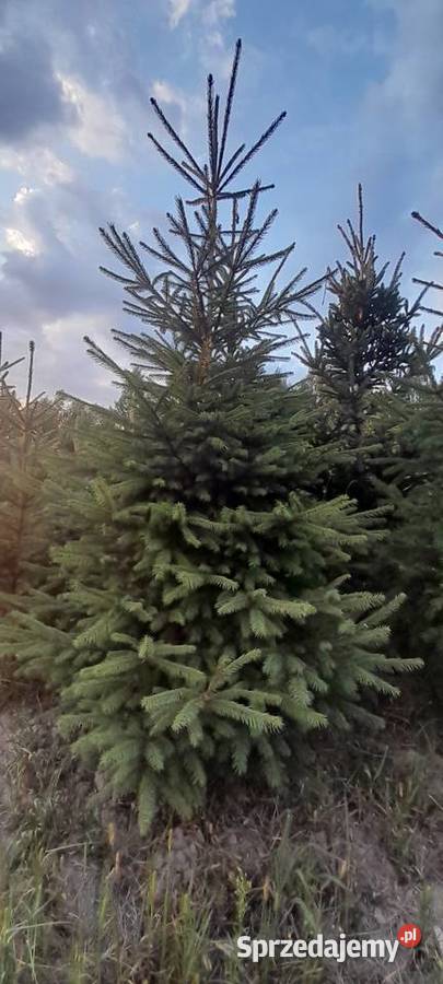 Choinki świerk srebrny srebrzysty pospolity Warszawa