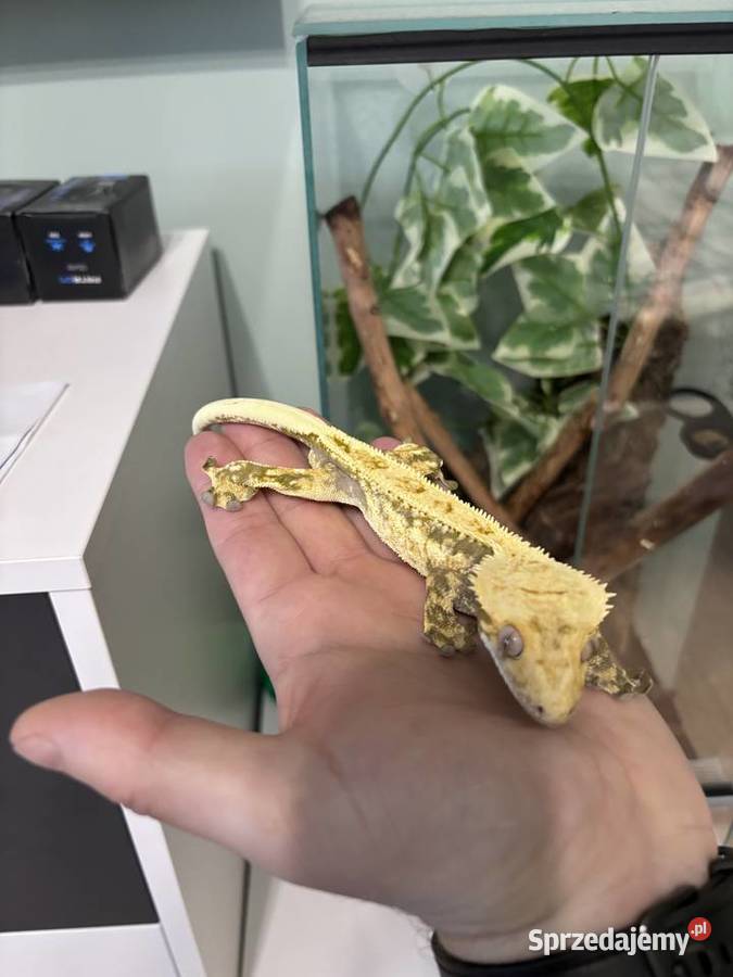 Gekon orzęsiony 2 letni samiec z całym terrarium Konikowo