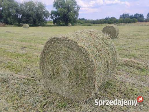 Sprzedam bele siana Mierzeń