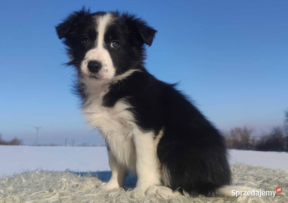 Szczeniak BORDER COLLIE z prof Hodowli Pies z Kraków