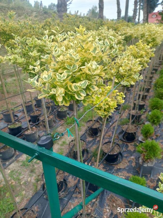 Trzmielina szczepiona Emerald Gold 60 do 160 Mielec