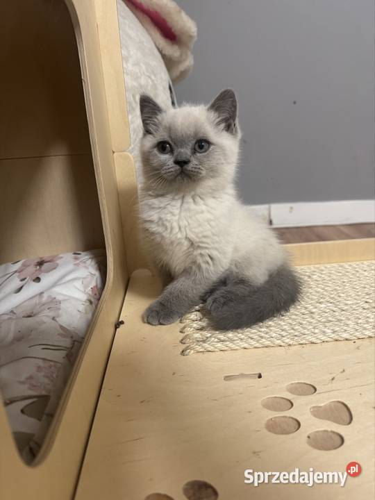 Przepiękne kocięta brytyjskie Point A33 Brytyjski Wieprzec