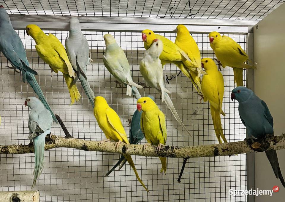 Papuga Papugi Aleksandretty Aleksandretta Zwierzęta mazowieckie Warszawa sprzedam