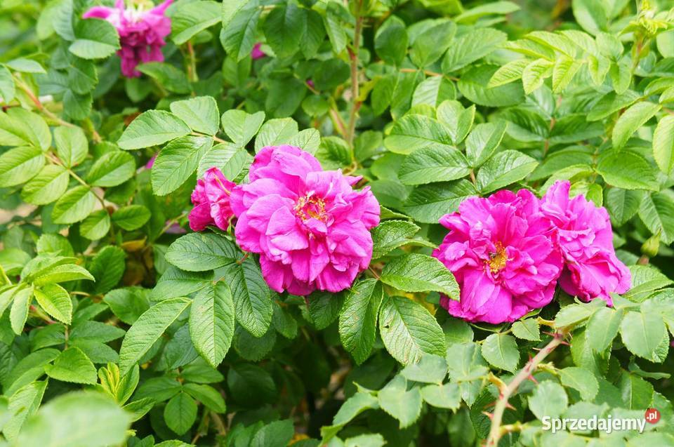 Róża Pomarszczona Rosa Rugosa