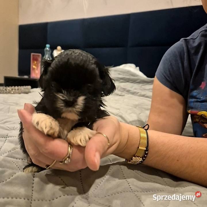 Piesek Shih tzu Dymnik