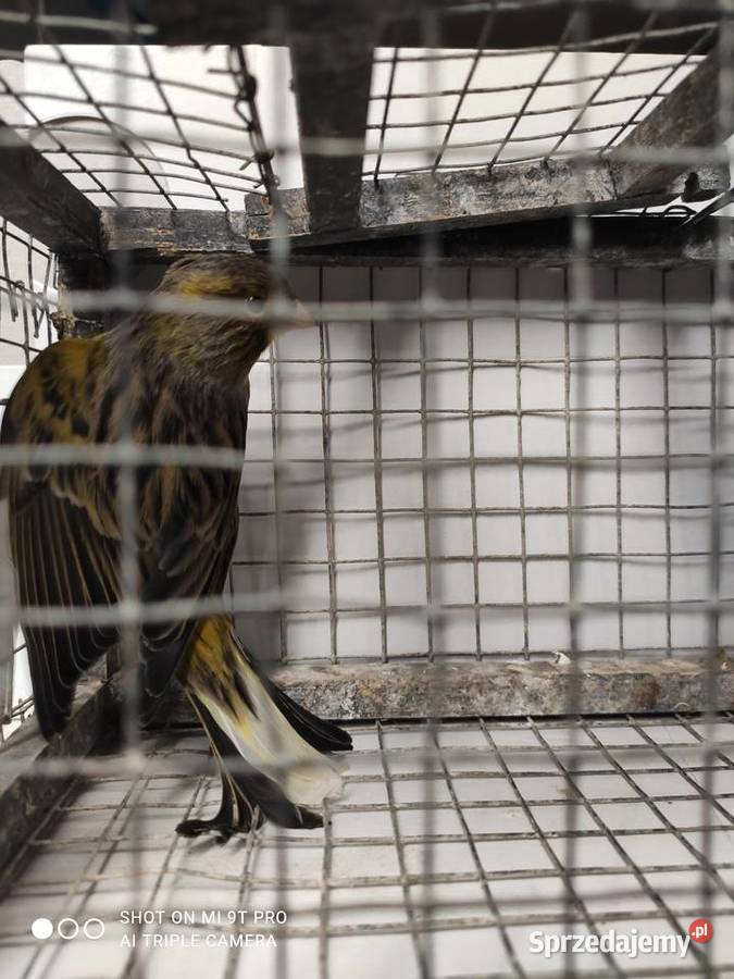 Kanarki własna hodowla Ptaki Skawina