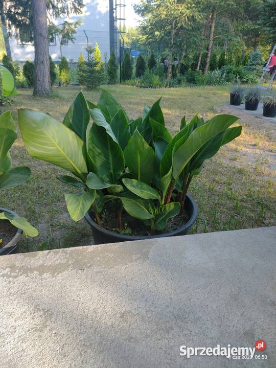 Kanna czerwona Komornica