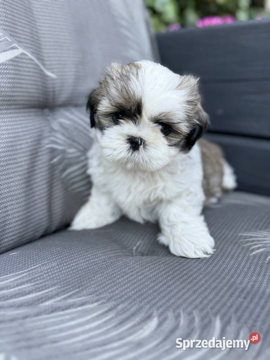 Shih Tzu szczeniaki gotowe do odbioru Wągrowiec