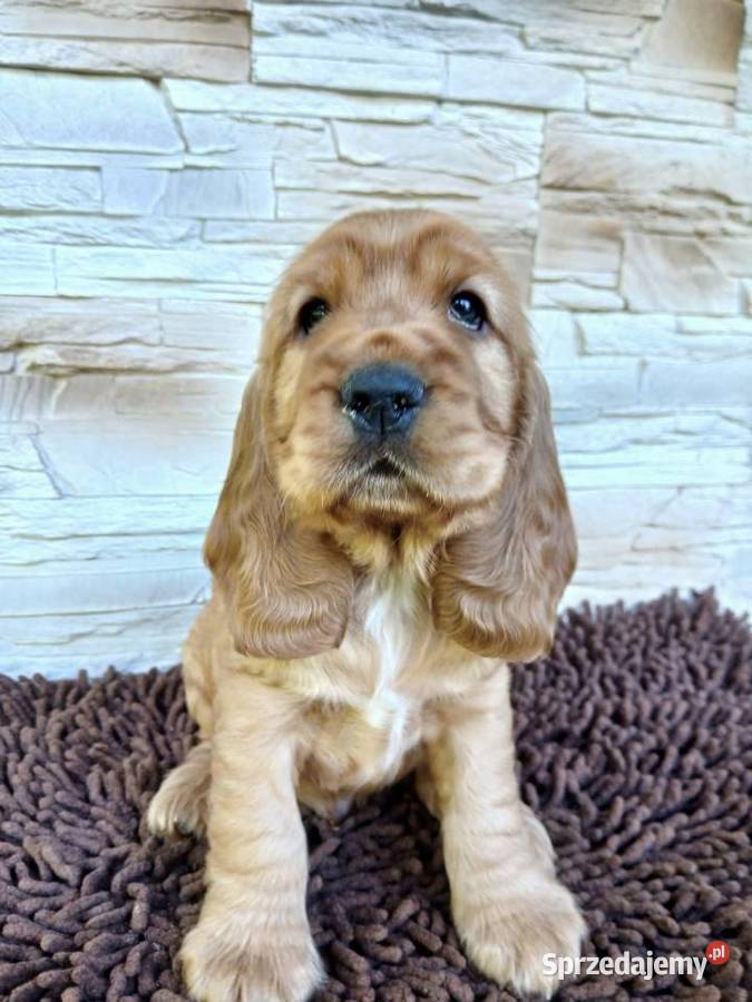 Śliczne Szczenięta Cocker Spaniel Angielski łódzkie Sieradz