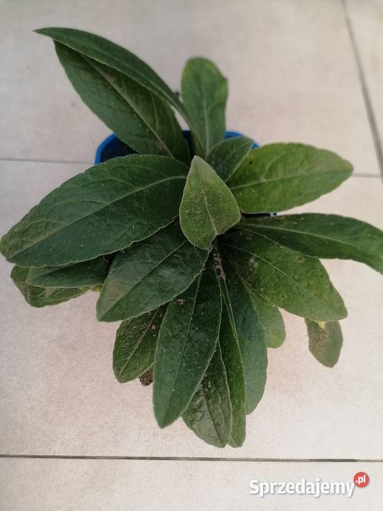 Chaber górski kwiaty niebieskieWieloletnia Łódź