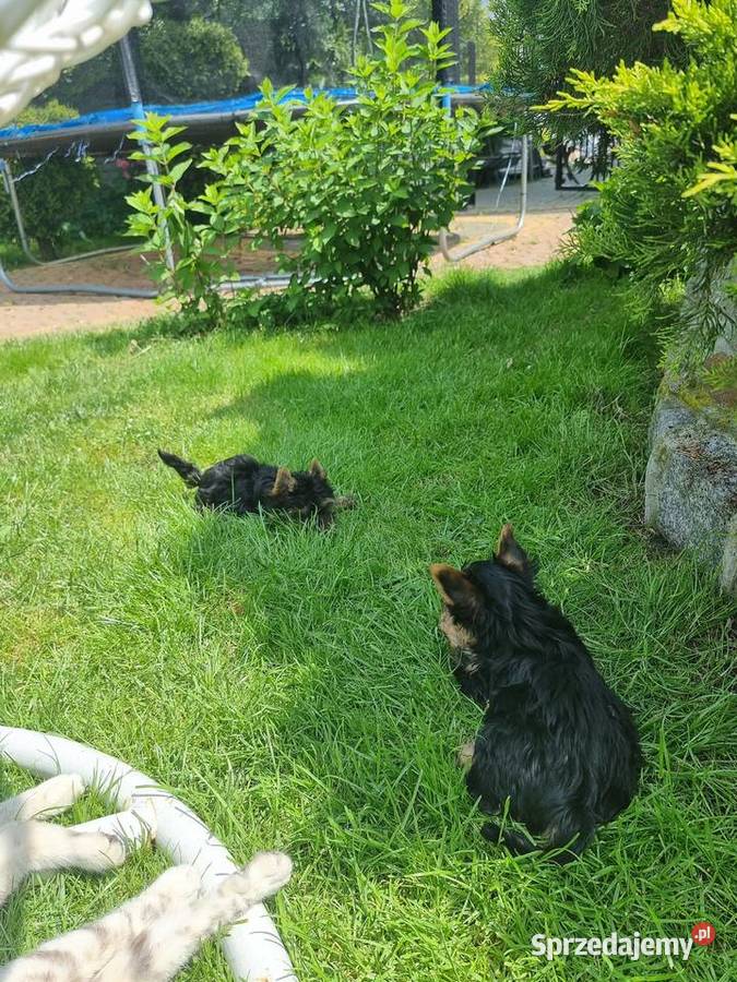 York terrier wielkopolskie