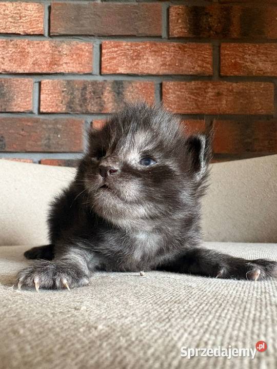 Maine Coon Orion Szembruk