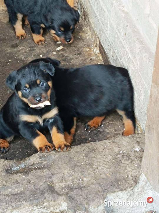 Rottweiler Szczenięta z Rodowodem mazowieckie