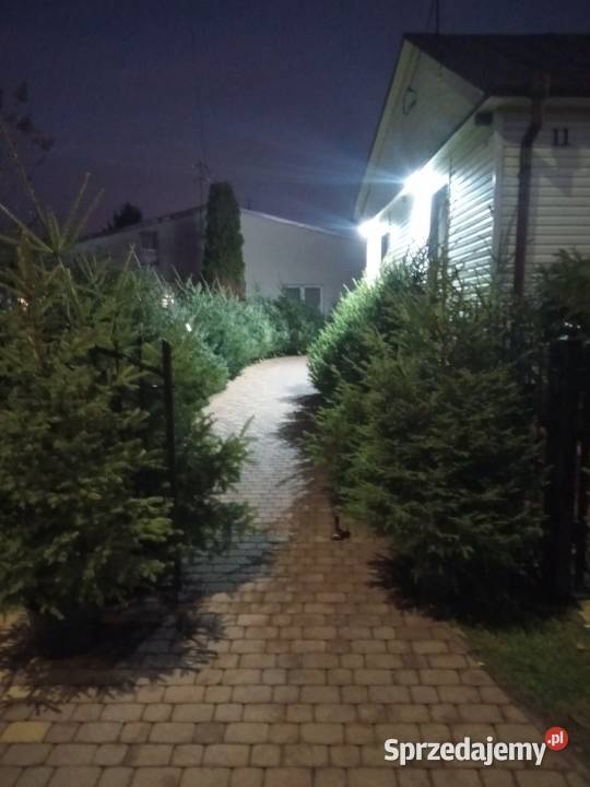 Choinki Świąteczne z własnej plantacji Iglaste