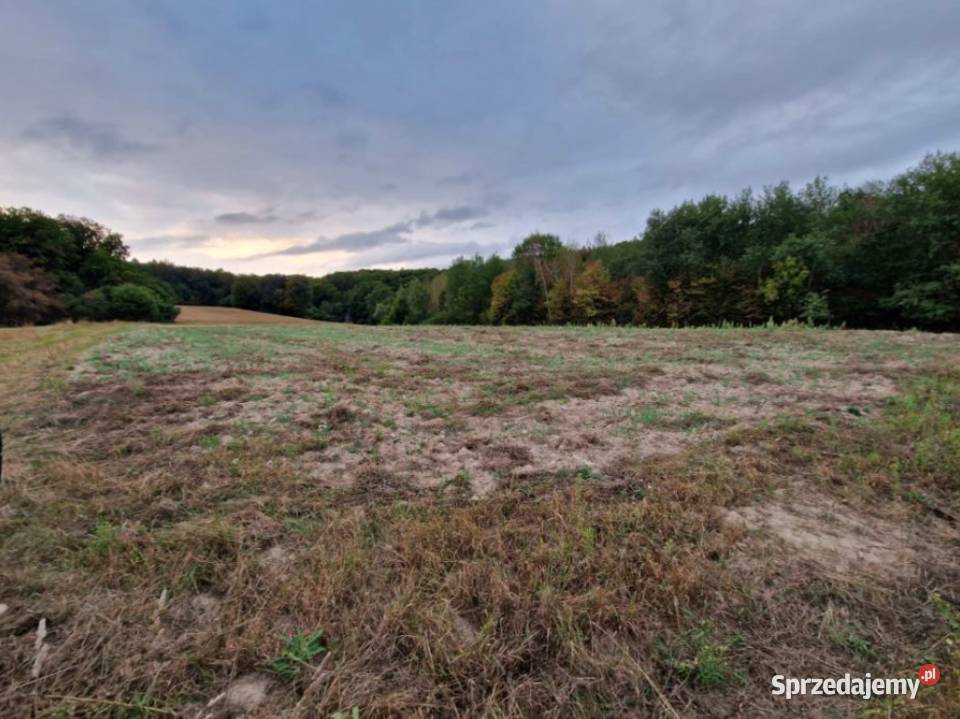 Syndyk sprzeda nieruchomość niezabudowaną Syndyk sprzeda
