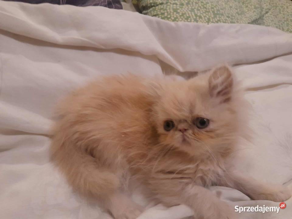 Kotka perska biszkoptowa Szyk