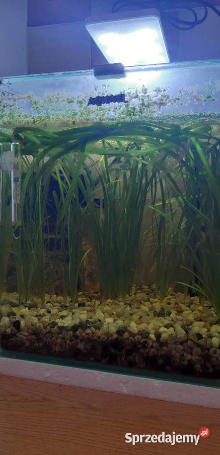 Akwarium firmy Aquael 20l z życiem lubelskie Lublin sprzedam