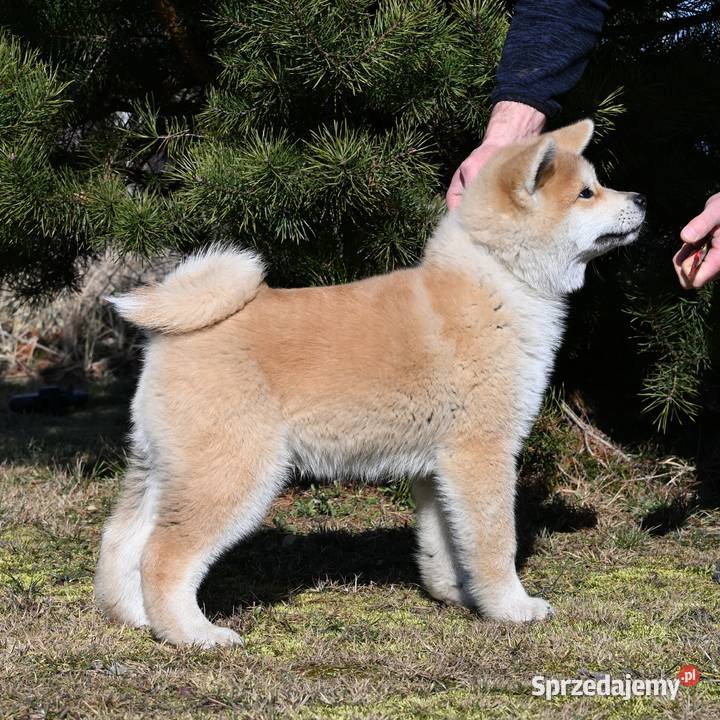 Akita japońska akita inu czerwony samiec ZKwP Częstochowa