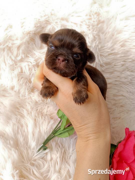 Czekoladowa suczka rasy ShihTzu szuka domku Namysłów