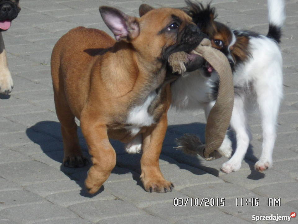 Buldog Buldożek Francuski rod FCI ZKwP Świdnik sprzedam