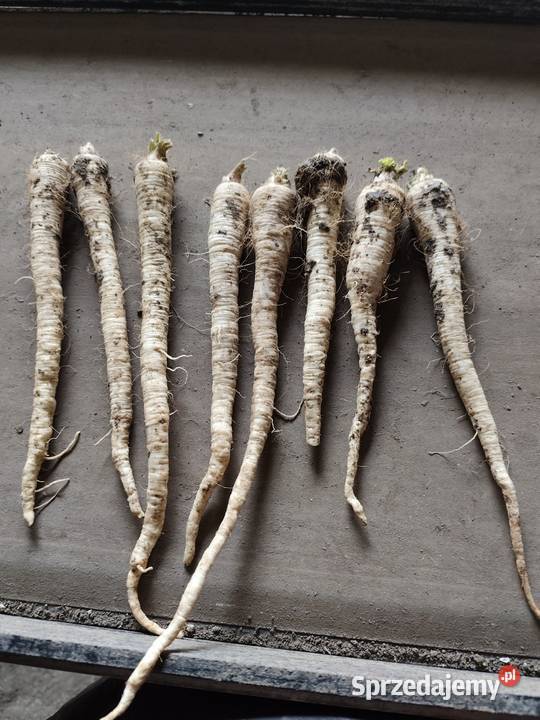 Warzywa pietruszka marchew ziemniaki Jędrzejów