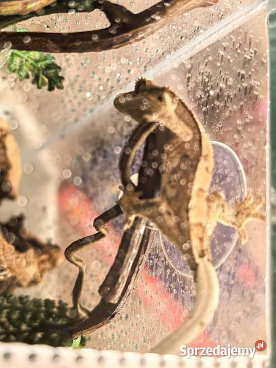 Gekon orzęsiony dolnośląskie Wrocław