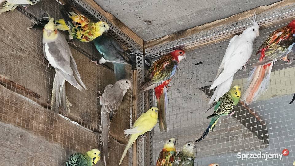 Rozelle świergotki nimfy faliste zeberki i inne Lubień