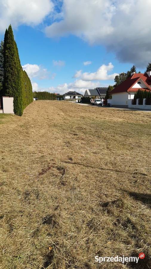 Tuje drzewa krzewy Kraśnik