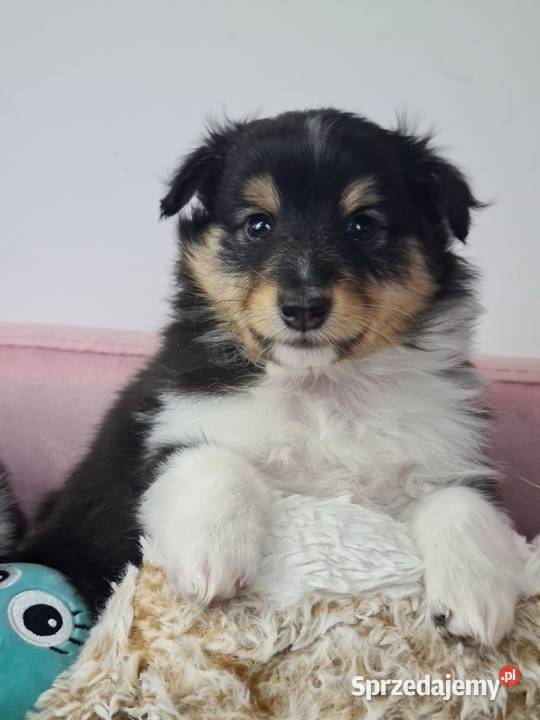 Owczarek szetlandzki Wiązowna sprzedam