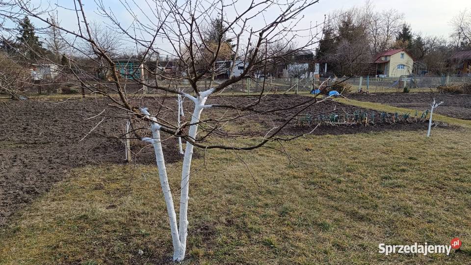 Radość działka odstąpie Sprzedaż Wrocław