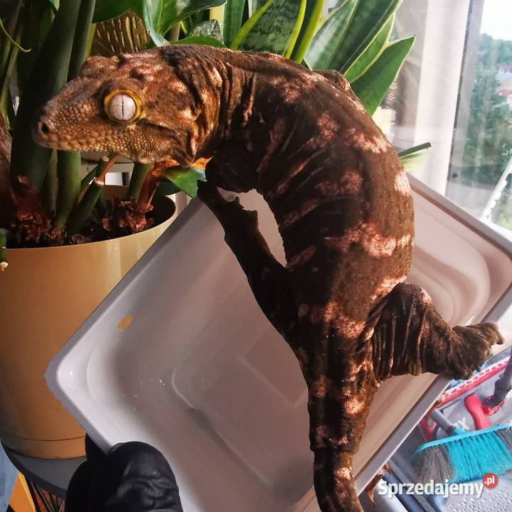 Gekon Olbrzymi Rhacodactylus Lechianus Kraków sprzedam
