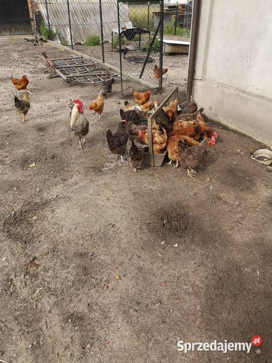 Jaja szczęśliwych kur wolny wybieg Góra Kalwaria