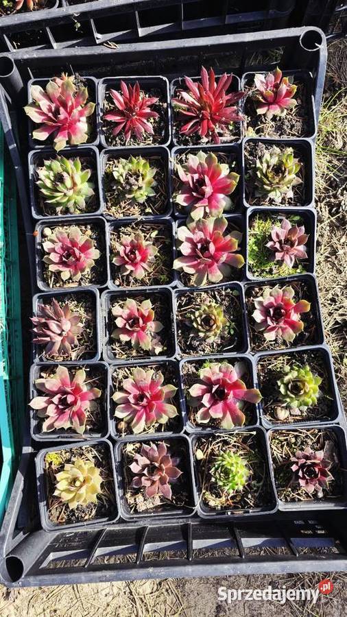 Sprzedam rojniki Łódź