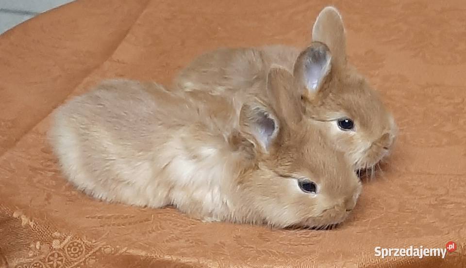 Samica z młodymi nowozelandzki czerwony Turobin