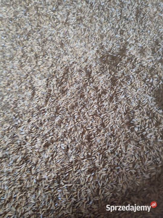 Sprzedam owies czysty suchy owies 2025 Toszek